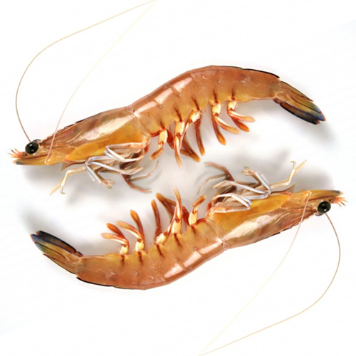 Il viveur du mer
